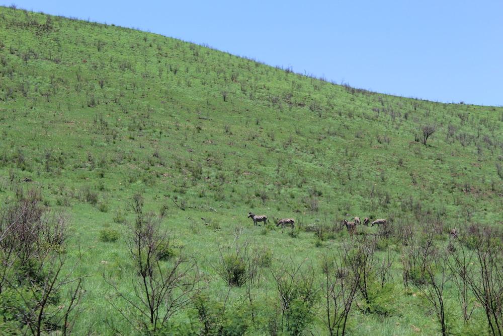 Tshukudu Bush Lodge Ledig Εξωτερικό φωτογραφία